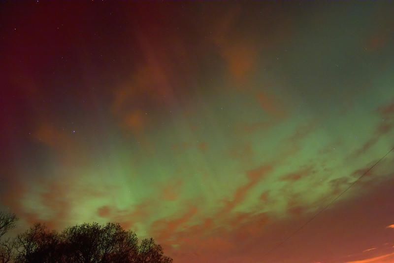 Green and red auroral rays rising above silhouetted trees